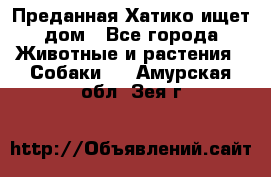 Преданная Хатико ищет дом - Все города Животные и растения » Собаки   . Амурская обл.,Зея г.